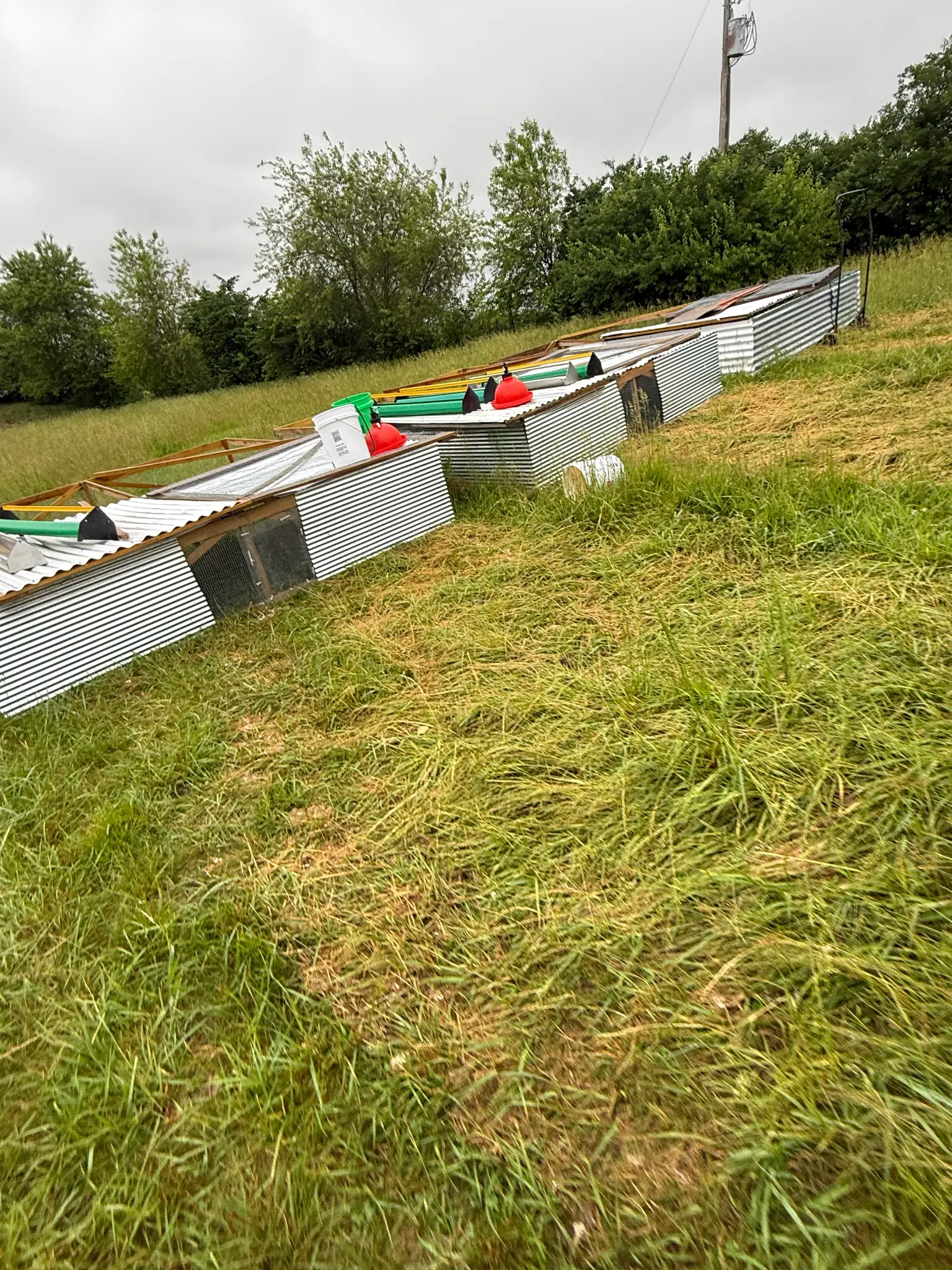 Chicken tractors and brooder shelters on pasture at Ripple Run Farms