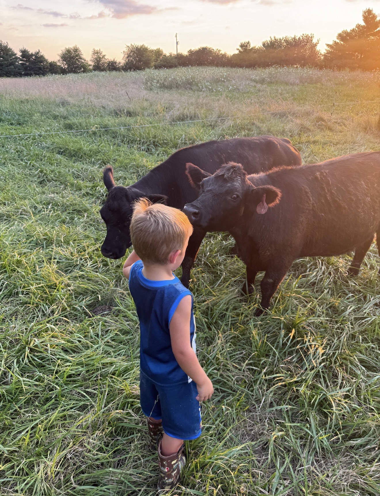 Young boy with Black Angus cattle at sunset on Ripple Run Farms pasture, Circleville Ohio