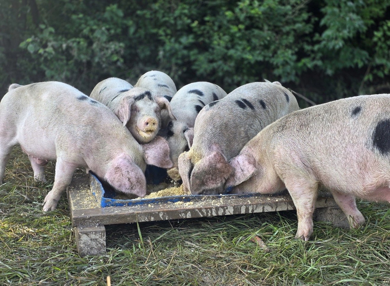 Gloucester Old Spot heritage pigs feeding on pasture at Ripple Run Farms