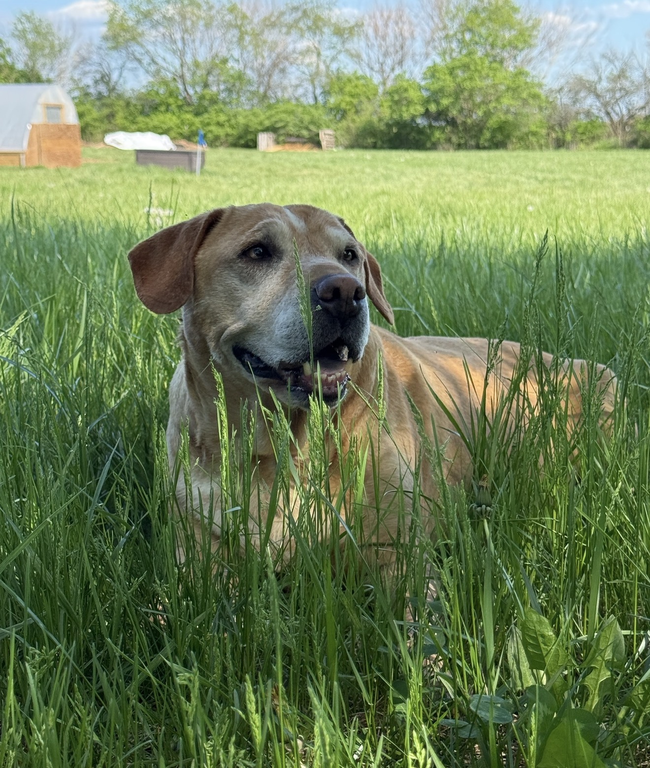 Farm dog resting in lush green pasture at Ripple Run Farms, Circleville Ohio