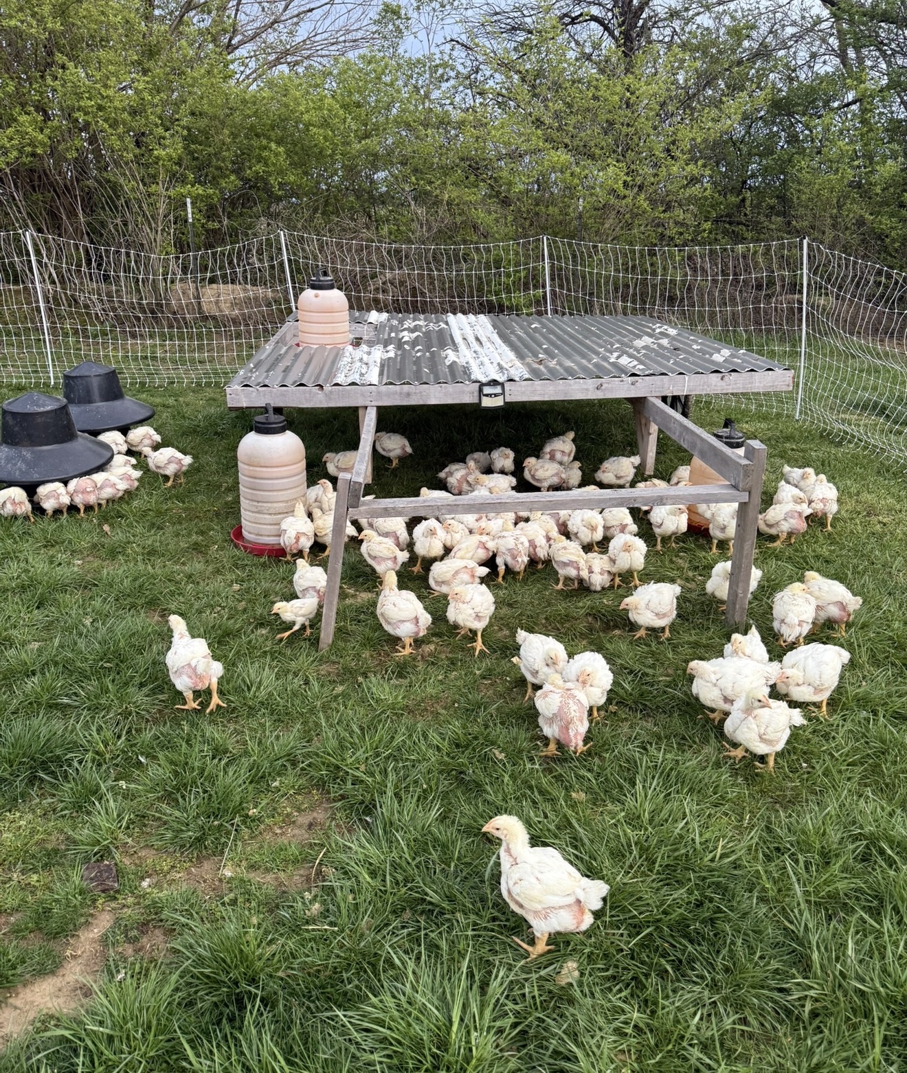 Pasture-raised broiler chicks on fresh green grass at Ripple Run Farms