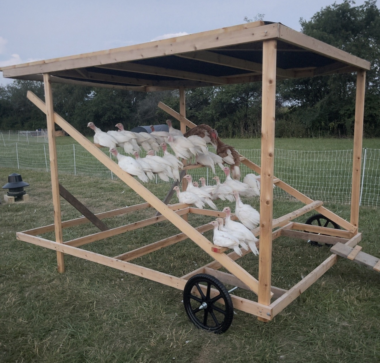 Pasture-raised turkeys on mobile shelter at Ripple Run Farms, Circleville Ohio