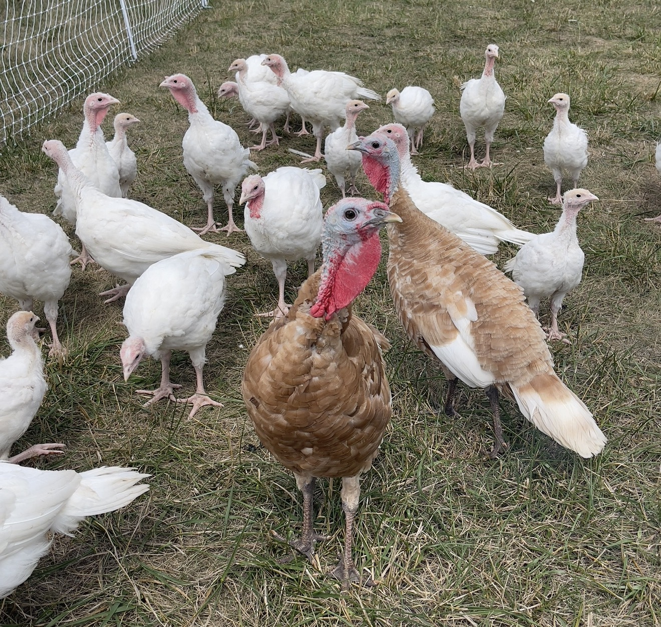 Heritage and Broad Breasted White turkeys on pasture at Ripple Run Farms