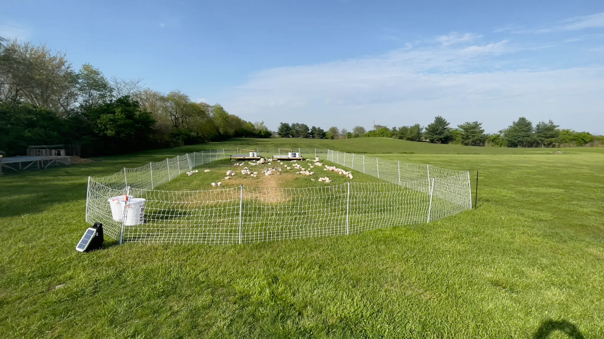 Aerial view of pasture-raised chickens in electro-net paddock at Ripple Run Farms