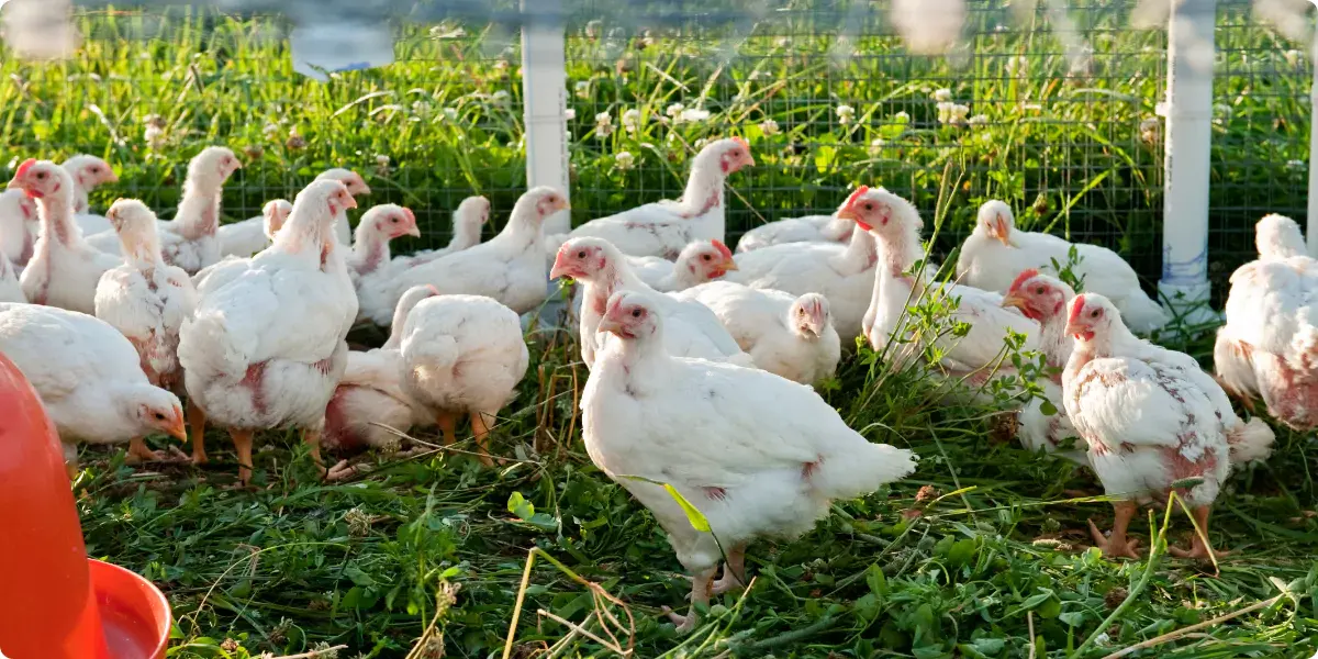 Pasture-raised chickens at Ripple Run Farms, Circleville Ohio