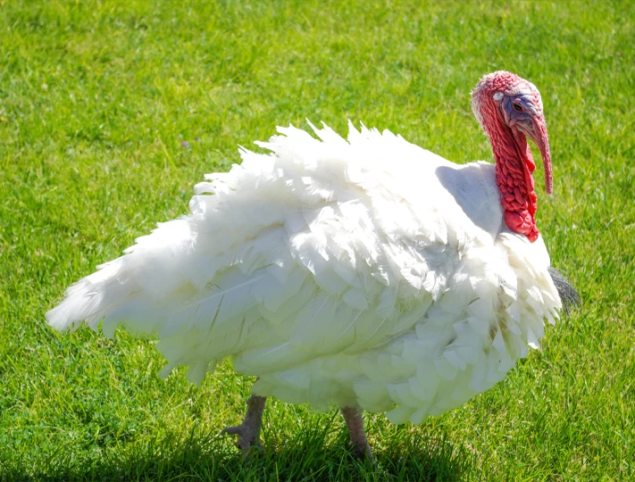 Pasture-raised turkeys at Ripple Run Farms, Circleville Ohio